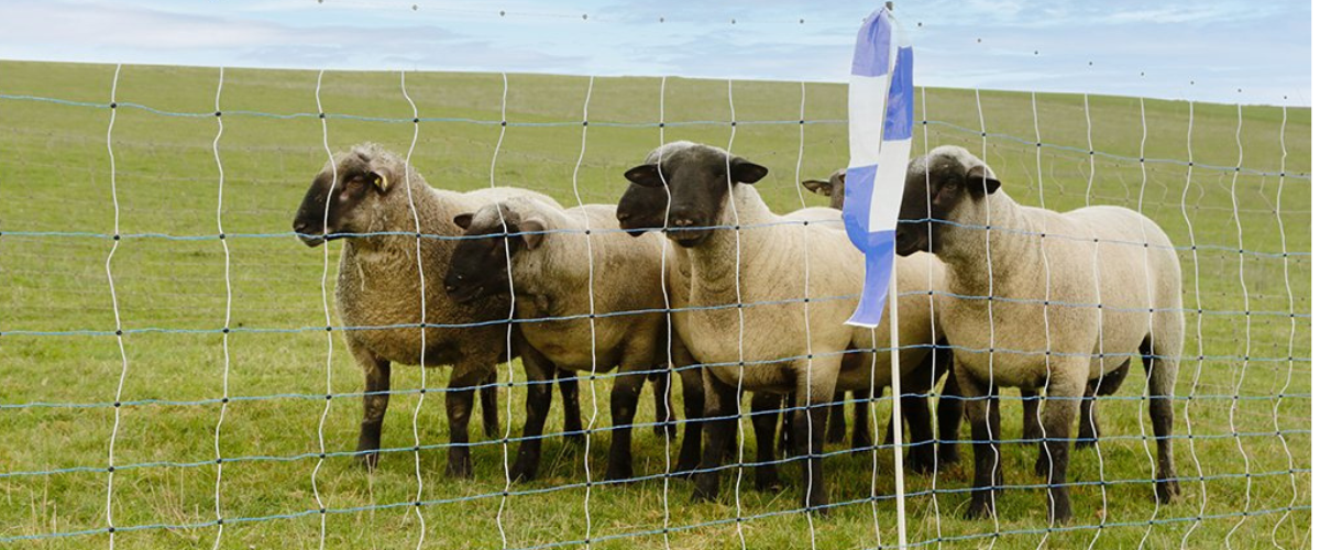 Blog-ohradnikove-site-pro-ovce-1